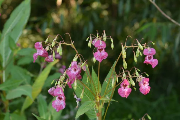 Himalaia Balsam Impatiens Glandulifera Soft Rosa Florescendo Brotando Planta Bálsamo — Fotografia de Stock