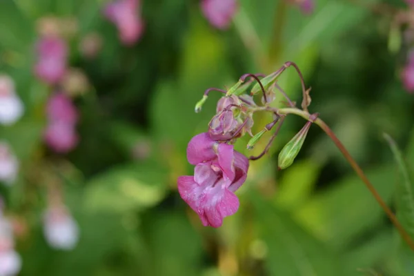 Himalaya Balsam Impatiens Glandulifera Sık Sık Pembe Çiçek Açar Tomurcuklanır — Stok fotoğraf