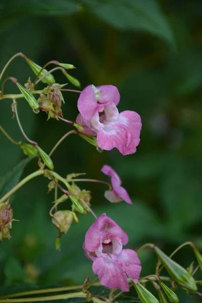 Bálsamo Del Himalaya Impatiens Glandulifera Soft Rosa Que Florece Florece —  Fotos de Stock