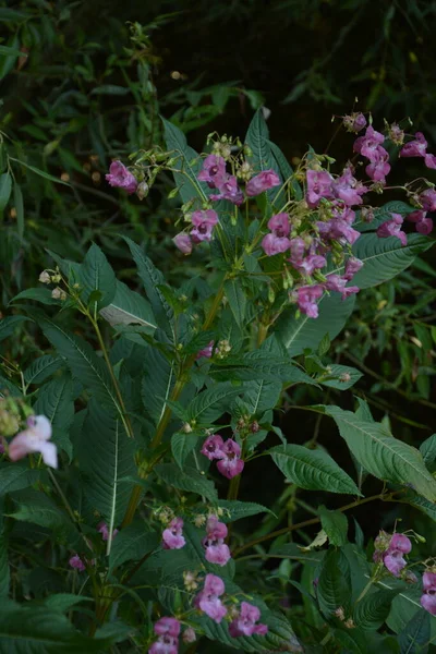 Μαλακό Ροζ Ανθισμένο Και Εκκολαπτόμενο Φυτό Balsam Των Ιμαλαΐων Dewdrops — Φωτογραφία Αρχείου