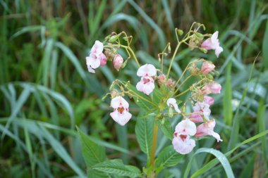 Himalaya Balsam Impatiens glandulifera. sık sık pembe çiçek açar ve tomurcuklanır Himalaya Balsam bitkisi çiğ damlaları ve örümcek ağı ile sonbahar mevsiminin erken saatlerinde.