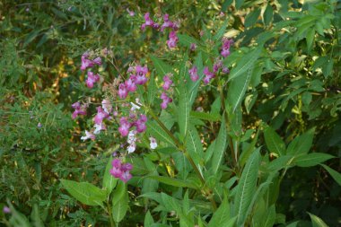 Himalaya Balsam Impatiens glandulifera. sık sık pembe çiçek açar ve tomurcuklanır Himalaya Balsam bitkisi çiğ damlaları ve örümcek ağı ile sonbahar mevsiminin erken saatlerinde.