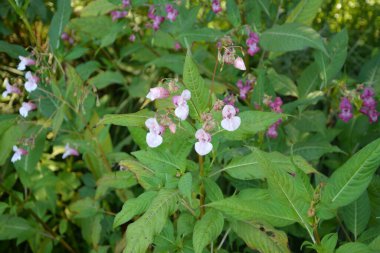 Himalaya Balsam Impatiens glandulifera. sık sık pembe çiçek açar ve tomurcuklanır Himalaya Balsam bitkisi çiğ damlaları ve örümcek ağı ile sonbahar mevsiminin erken saatlerinde.