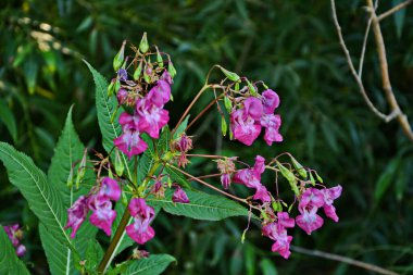Himalaya Balsam Impatiens glandulifera. sık sık pembe çiçek açar ve tomurcuklanır Himalaya Balsam bitkisi çiğ damlaları ve örümcek ağı ile sonbahar mevsiminin erken saatlerinde.