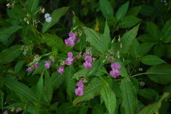 Himalaia Balsam Impatiens Glandulifera Soft Rosa Florescendo Brotando Planta Bálsamo — Fotografia de Stock