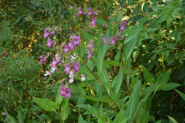 Himalajski Balsam Impatiens Glandulifera Soft Różowy Kwitnące Kwitnące Himalajski Roślin — Zdjęcie stockowe