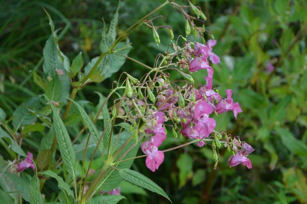 Himalaya Balsam Impatiens glandulifera. sık sık pembe çiçek açar ve tomurcuklanır Himalaya Balsam bitkisi çiğ damlaları ve örümcek ağı ile sonbahar mevsiminin erken saatlerinde.