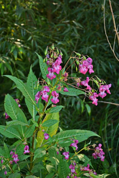 히말라야 임파서블 Glandulifera Soft Pink Flowing Budding Hiran Balsam Plant — 스톡 사진