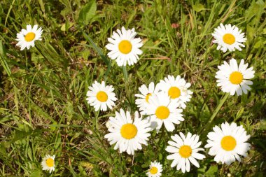 İlkbaharda çiçek açan papatyalarla dolu güzel bir çayır beyaz sarı çiçekler ve yeşil çimenler - öküz gözü papatyası, löktantemyum vulgare, doks-göz, yaygın papatya, köpek papatyası, ay papatyası - konsept bahçesi