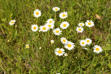 İlkbaharda çiçek açan papatyalarla dolu güzel bir çayır beyaz sarı çiçekler ve yeşil çimenler - öküz gözü papatyası, löktantemyum vulgare, doks-göz, yaygın papatya, köpek papatyası, ay papatyası - konsept bahçesi