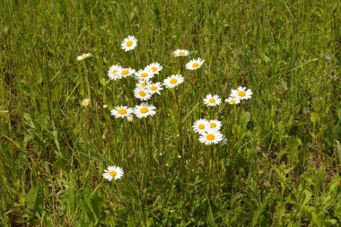 İlkbaharda çiçek açan papatyalarla dolu güzel bir çayır beyaz sarı çiçekler ve yeşil çimenler - öküz gözü papatyası, löktantemyum vulgare, doks-göz, yaygın papatya, köpek papatyası, ay papatyası - konsept bahçesi
