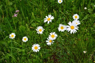 İlkbaharda çiçek açan papatyalarla dolu güzel bir çayır beyaz sarı çiçekler ve yeşil çimenler - öküz gözü papatyası, löktantemyum vulgare, doks-göz, yaygın papatya, köpek papatyası, ay papatyası - konsept bahçesi