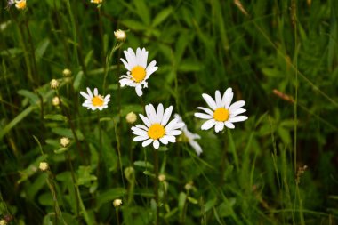 İlkbaharda çiçek açan papatyalarla dolu güzel bir çayır beyaz sarı çiçekler ve yeşil çimenler - öküz gözü papatyası, löktantemyum vulgare, doks-göz, yaygın papatya, köpek papatyası, ay papatyası - konsept bahçesi