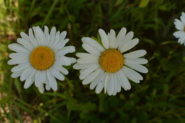 Prado Bonito Primavera Cheio Margaridas Floridas Com Flor Amarela Branca — Fotografia de Stock