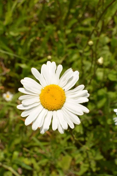 Vacker Äng Våren Full Blommande Prästkragar Med Vit Gul Blomma — Stockfoto