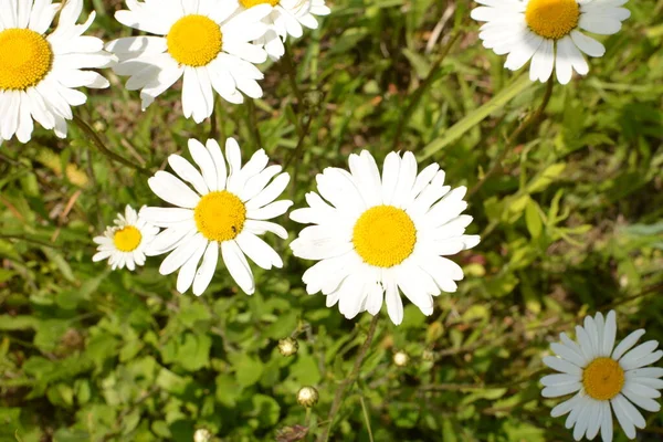 Prado Bonito Primavera Cheio Margaridas Floridas Com Flor Amarela Branca — Fotografia de Stock