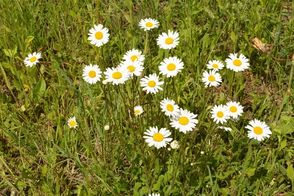 Schöne Wiese Frühling Voller Blühender Gänseblümchen Mit Weiß Gelben Blüten — Stockfoto