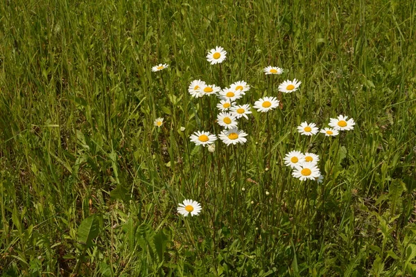 Prado Bonito Primavera Cheio Margaridas Floridas Com Flor Amarela Branca — Fotografia de Stock