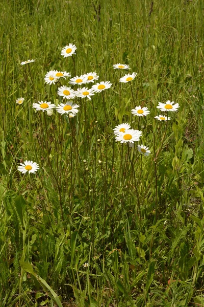Schöne Wiese Frühling Voller Blühender Gänseblümchen Mit Weiß Gelben Blüten — Stockfoto