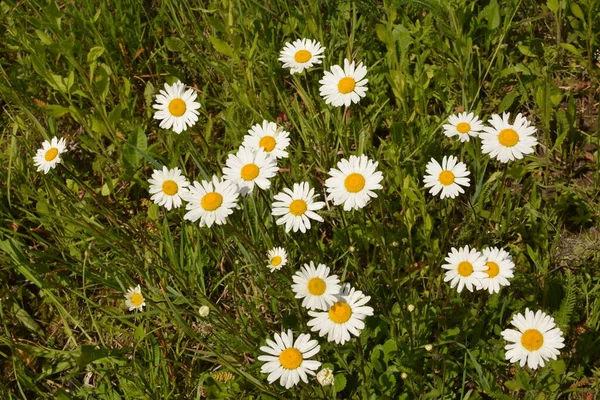 Schöne Wiese Frühling Voller Blühender Gänseblümchen Mit Weiß Gelben Blüten — Stockfoto