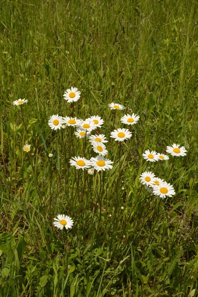 Prado Bonito Primavera Cheio Margaridas Floridas Com Flor Amarela Branca — Fotografia de Stock