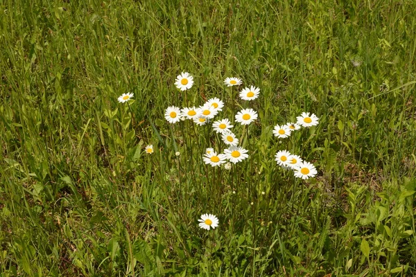 Hermosa Pradera Primavera Llena Margaritas Con Flor Blanca Amarilla Hierba — Foto de Stock