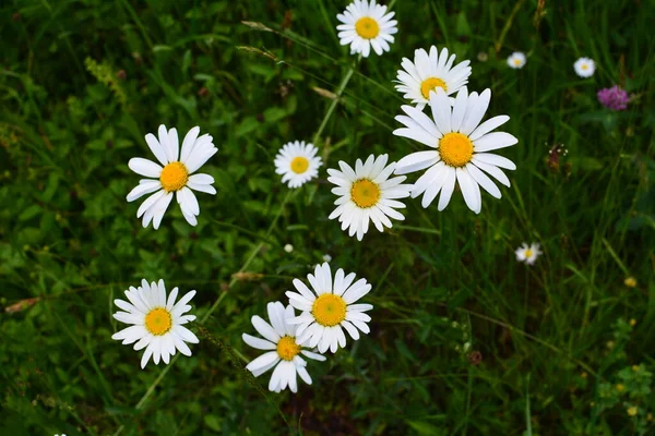 Belle Prairie Printemps Pleine Marguerites Fleuries Avec Fleur Blanche Jaune — Photo
