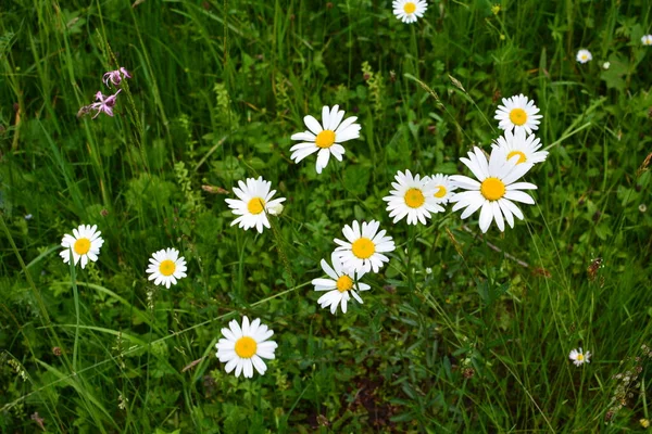 Gyönyörű Rét Tavasszal Tele Virágzó Százszorszépek Fehér Sárga Virág Zöld — Stock Fotó