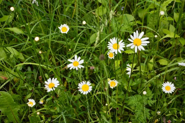 Gyönyörű Rét Tavasszal Tele Virágzó Százszorszépek Fehér Sárga Virág Zöld — Stock Fotó