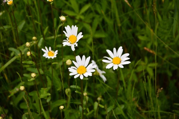 Belle Prairie Printemps Pleine Marguerites Fleuries Avec Fleur Blanche Jaune — Photo