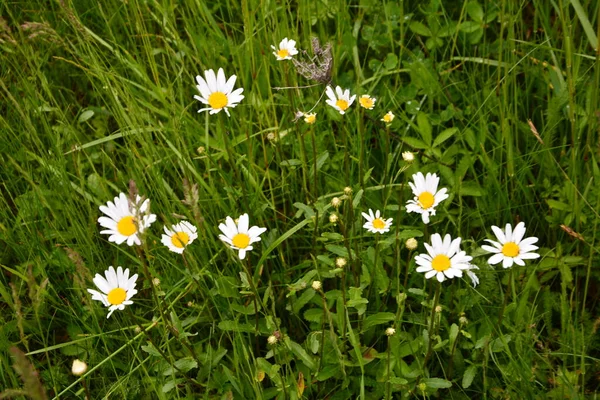 Bellissimo Prato Primavera Pieno Margherite Fiorite Con Fiori Gialli Bianchi — Foto Stock