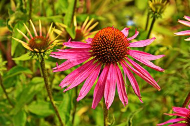 Ekinezya, deniz aşırı ülkelere karşı etkili olduğundan grip ya da soğuk hava gibi şeyler popüler ve ekinezya çayı içerir..