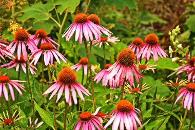 Ekinezya, deniz aşırı ülkelere karşı etkili olduğundan grip ya da soğuk hava gibi şeyler popüler ve ekinezya çayı içerir..
