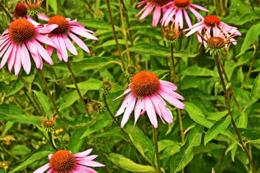 Ekinezya, deniz aşırı ülkelere karşı etkili olduğundan grip ya da soğuk hava gibi şeyler popüler ve ekinezya çayı içerir..