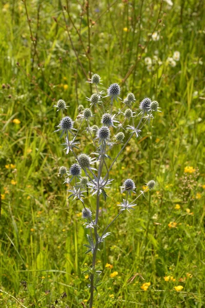 Eryngium Alpinum Uma Erva Perene Família Apiaceae Eryngium Campestre Flowers — Fotografia de Stock