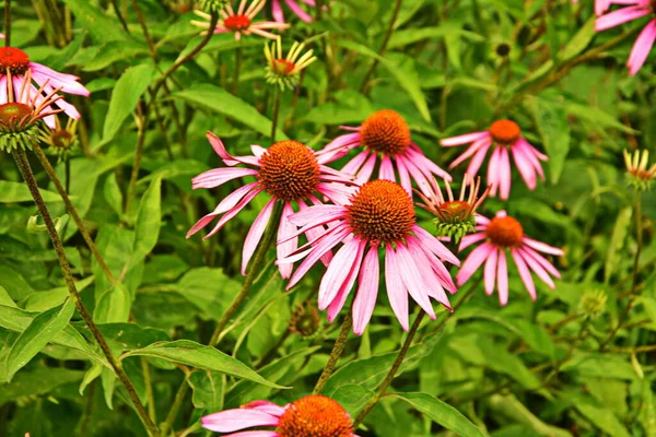 Echinacea Effective Preventing Overseas Things Flu Cold Things Popular Echinacea — Stock Photo, Image
