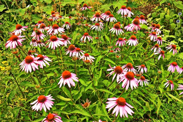 Echinacea Ist Wirksam Bei Der Verhinderung Von Übersee Dass Dinge — Stockfoto