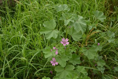 Mallow bitkisi, Malva ihmalkarlığı - mavi mallow. Tarımsız ve sağlıklı bitki, bitkisel ilaç.