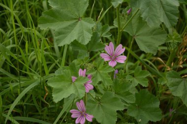 Mallow bitkisi, Malva ihmalkarlığı - mavi mallow. Tarımsız ve sağlıklı bitki, bitkisel ilaç.