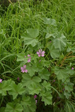 Mallow bitkisi, Malva ihmalkarlığı - mavi mallow. Tarımsız ve sağlıklı bitki, bitkisel ilaç.