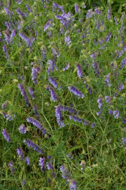 Orman bitkileri kuşları Vech, yazları çimlerin üzerinde (Vicia cracca), makro fotoğrafçılık, seçici odak noktası. Çiçekli kuş vetch, Vicia cracca, yazın