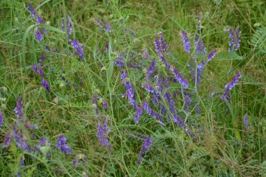 Orman bitkileri kuşları Vech, yazları çimlerin üzerinde (Vicia cracca), makro fotoğrafçılık, seçici odak noktası. Çiçekli kuş vetch, Vicia cracca, yazın