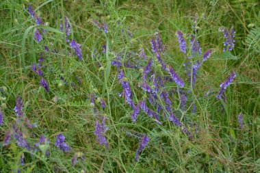 Orman bitkileri kuşları Vech, yazları çimlerin üzerinde (Vicia cracca), makro fotoğrafçılık, seçici odak noktası. Çiçekli kuş vetch, Vicia cracca, yazın