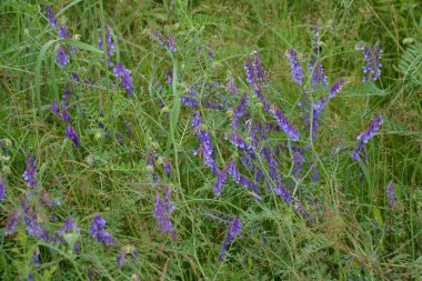 Orman bitkileri kuşları Vech, yazları çimlerin üzerinde (Vicia cracca), makro fotoğrafçılık, seçici odak noktası. Çiçekli kuş vetch, Vicia cracca, yazın
