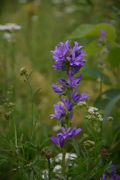 カンパヌラ糸球体 群生した鐘花 またはダンの血 庭の太陽の下での青い花 クローズアップ 選択的な焦点 市の夏の花 花の背景 — ストック写真