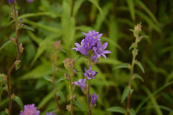 Campanula Glomerata 클러스터링 플라워나 데인의 꽃들은 정원에 근접하고 선택적 초점을 — 스톡 사진