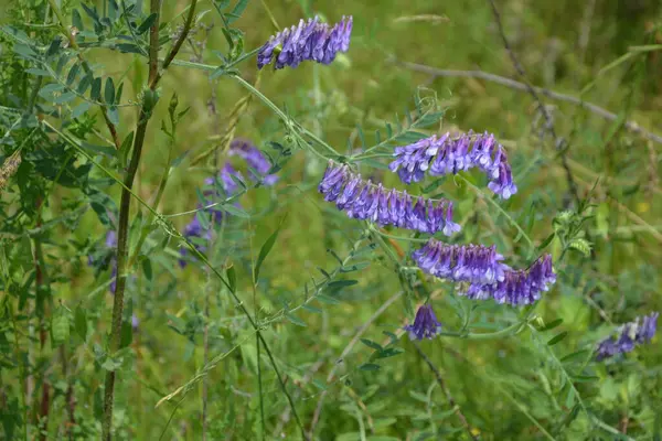 夏の草の中の森の植物鳥Vech 野生のベッチ Vicia Cracka マクロ写真 選択的な焦点 開花鳥Vech Vicia Cracka — ストック写真