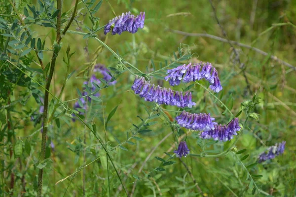 夏の草の中の森の植物鳥Vech 野生のベッチ Vicia Cracka マクロ写真 選択的な焦点 開花鳥Vech Vicia Cracka — ストック写真