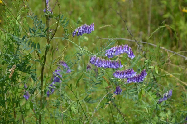 夏の草の中の森の植物鳥Vech 野生のベッチ Vicia Cracka マクロ写真 選択的な焦点 開花鳥Vech Vicia Cracka — ストック写真