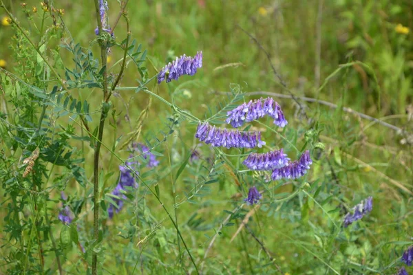 夏の草の中の森の植物鳥Vech 野生のベッチ Vicia Cracka マクロ写真 選択的な焦点 開花鳥Vech Vicia Cracka — ストック写真